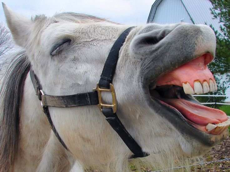 O Cavalo que Ri Melhor de Último