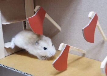 O Hamster que Venceu o Sistema