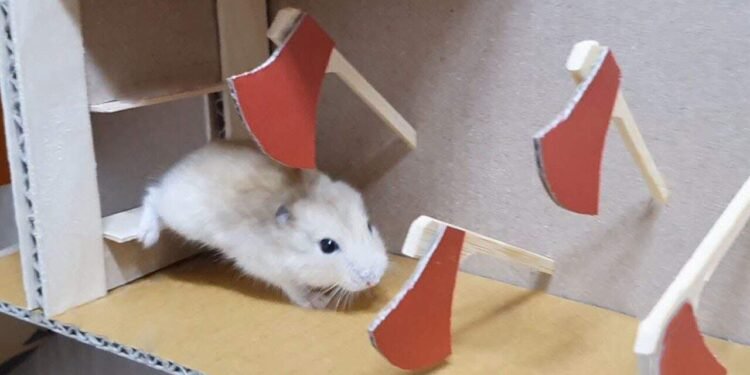 O Hamster que Venceu o Sistema